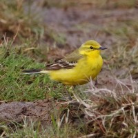 Western Yellow Wagtail